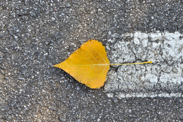 yellow leaf on asphalt