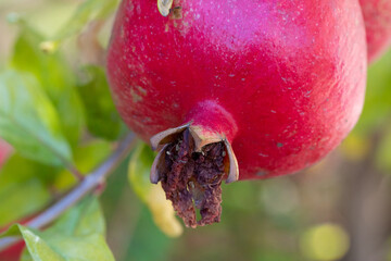 Pomegranate
