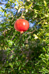Pomegranate in tree