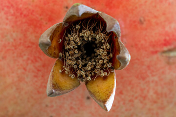 pomegranate on the tree