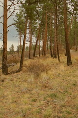 Fototapeta premium A grotto of pine trees in a clearing in late autumn.