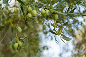 Olive branch with green leaves and green olives growing on the tree. High quality photo