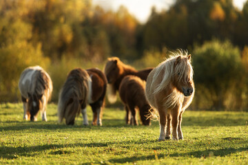 Herd of miniature shetland breed ponies in the field at sunset