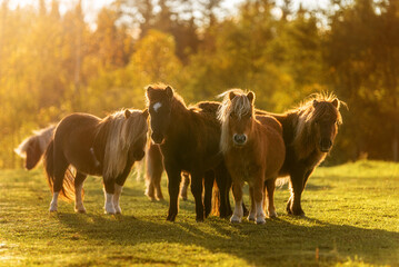Herd of miniature shetland breed ponies in the field at sunset - 465859377