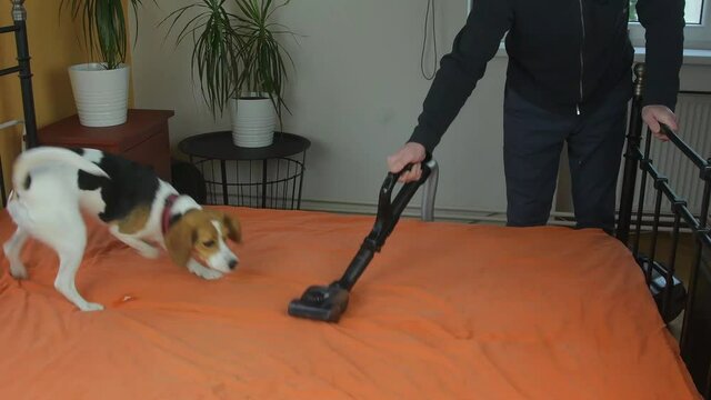 Funny beagle dog barks at modern vacuum cleaner. Dog's reaction on moving vacuum cleaner. Home appliance