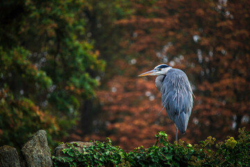 grey heron 
