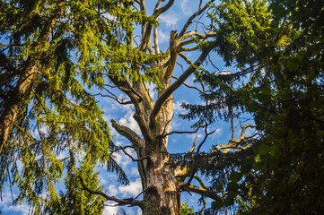 A tall tree in the Bialowieza Primeval Forest, Poland and Belarus