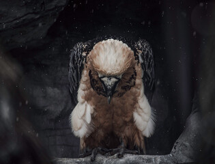 Bearded vulture
