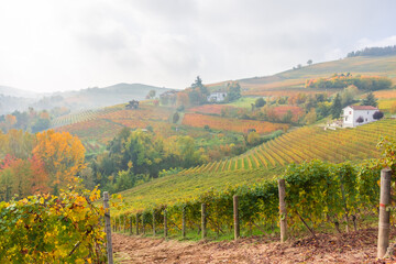 Amazing autumnal landscape in the Langhe, famous vineyard area in Piedmont Italy