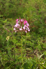 flowers in the garden