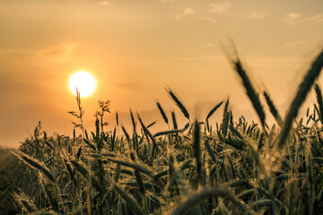 wheat field at sunset