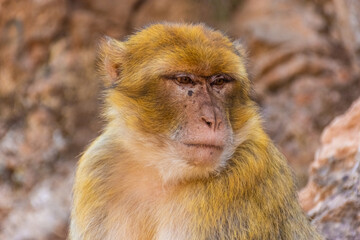 Fototapeta premium Close up of a barbary ape, Morocco