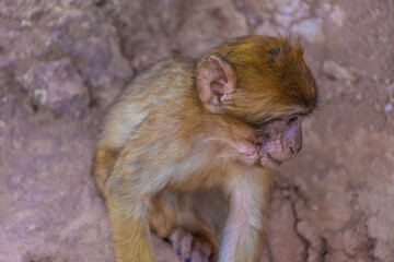 Wild baby barbary monkeys playing in their lair in the mountains of Morocco
