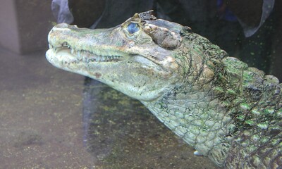 メガネカイマンの横顔