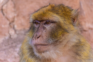 Portrait of a wild barbary ape, Morocco