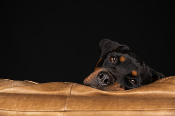 Fototapeta premium portrait of a dog