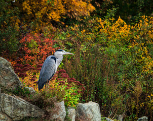 great blue heron