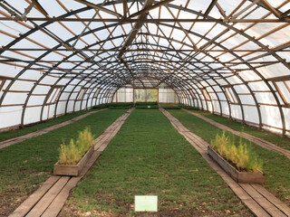 Seedlings of European spruce or Picea abies in the greenhouse of the nursery. Young plants growing...