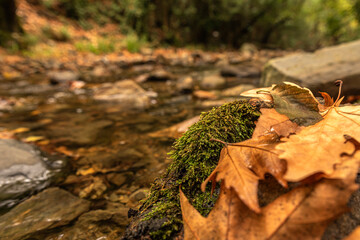 wonderful colors of autumn and nature