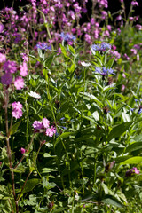 Wild garden with beautiful meadow flowers -  red campion, cornflower and many other.
