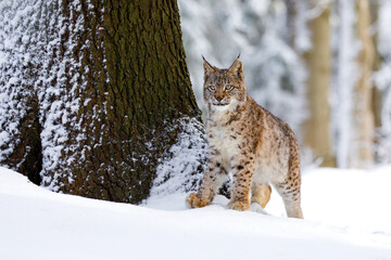 Lynx in snowy forest. Eurasian lynx, Lynx lynx, peeks out from behind tree. Beautiful wild cat,...