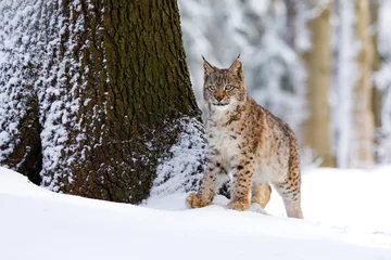 Gordijnen Lynx in snowy forest. Eurasian lynx, Lynx lynx, peeks out from behind tree. Beautiful wild cat, winter wildlife nature. Animal with spotted orange fur. Cute big cat in frosty day. Predator in habitat. © Vaclav