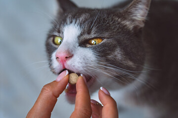 Woman giving a pill to sick domestic cat. Medicine for pets. Vitamins for animals. Anthelmintic for...