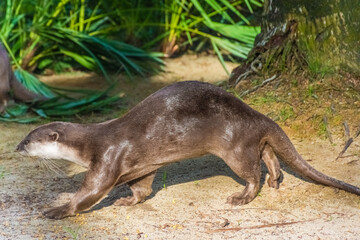 Obraz premium Wild otter in Gardens by the Bay, Singapore