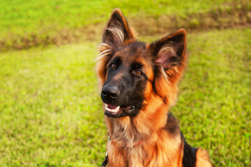 Portrait of a young German shepherd dog.
