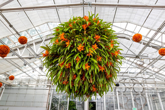 Large Hanging Flower Plant Basket In Side A Green House