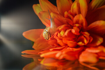 Fototapeta premium Escargot sur une fleur orange en tissu 