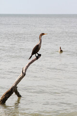 Tropical bird perched on a branch on the ocean