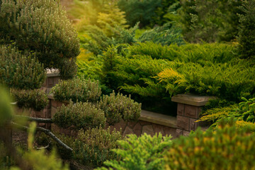Obraz premium Beautiful spring garden design, with conifer trees, green grass and eneving sun