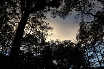 sunset in the forest