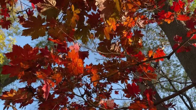 autumn landscape with red maple trees.