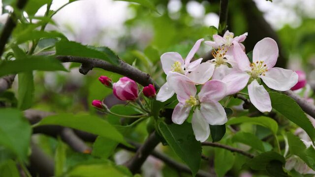 Close up apple tree blossom