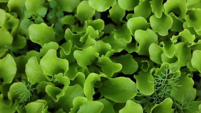 Green lettuce leaves growing on garden bed