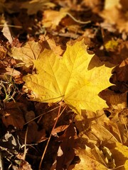 yellow maple leaves