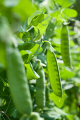 Green pea -  fresh vegetable from the kichen veg garden. - obrazy, fototapety, plakaty