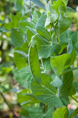 Fototapeta na wymiar Green pea - fresh vegetable from the kichen veg garden.