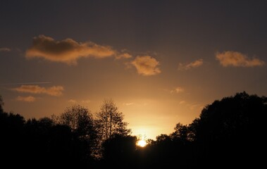 sunset in a forest - silhouette of the trees and fleecy clouds 