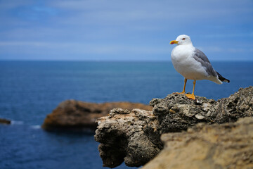 A seagull standing by the water in Biarritz, France - Powered by Adobe