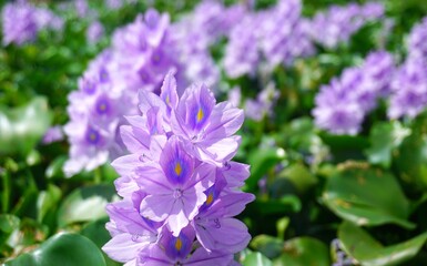Obraz premium Purple water hyacinth flowers are blooming. Purple blossom