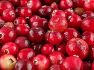 Berries of all types of cranberries are edible, actively used in cooking and food industry, selective focus, close-up