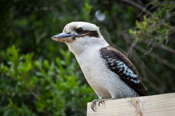 A kookaburra sitting on top of a graden fence in Melbourne Australia