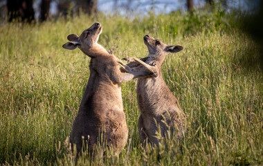 Eastern grey kangaroos in long grass at sunset in Melbourne Victoria, Australia