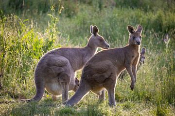 Naklejka na ściany i meble Eastern grey kangaroos in long grass at sunset in Melbourne Victoria, Australia