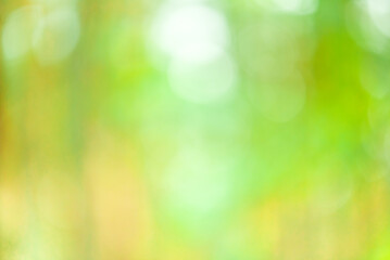 Obraz premium Defocus. Pine forest as a blurred background. Abstract natural background with trees.