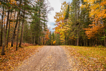 autumn in the forest