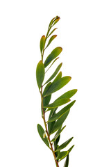 Acacia Melanoxylon